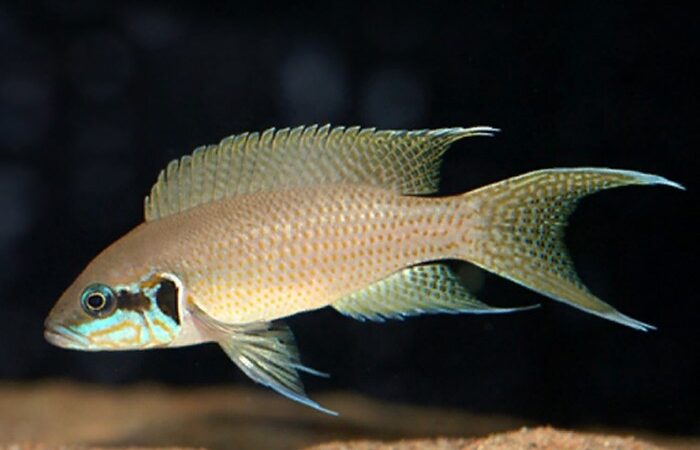 Brichardi (Neolamprologus brichardi)