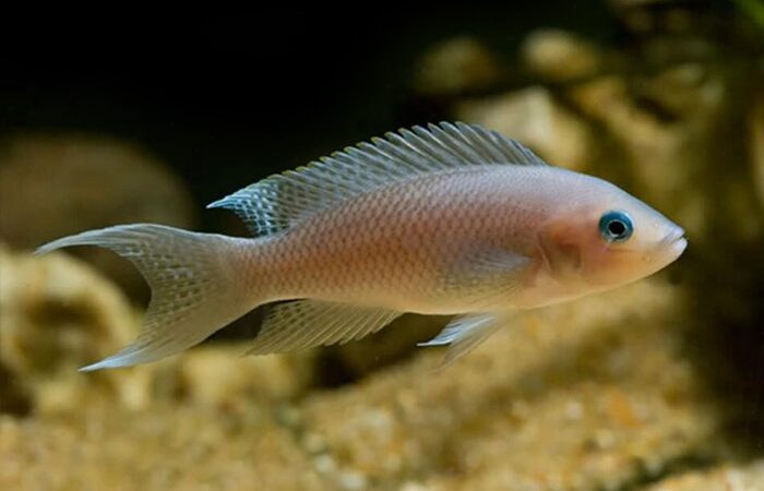 Neolamprologus crassus