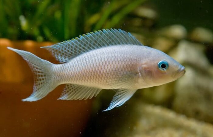 Brichardi de Nadadeiras Brancas (Neolamprologus gracilis)