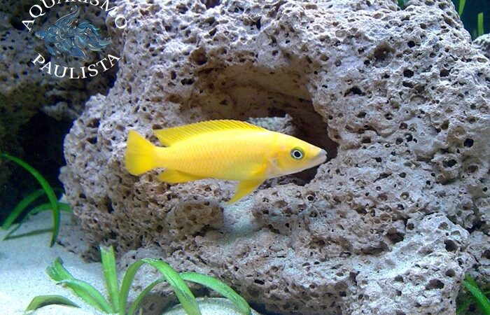 Leleupi (Neolamprologus leleupi)