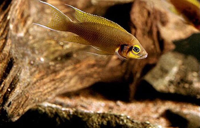 Neolamprologus pulcher