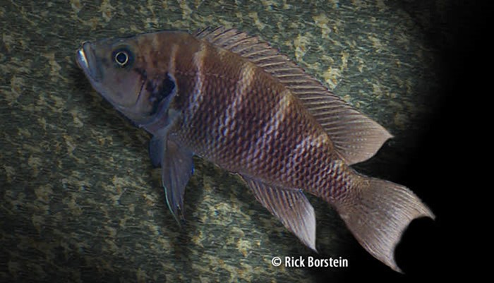 Brichardi Listrado (Neolamprologus savoryi)