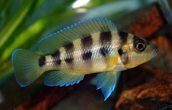 Neolamprologus de Seis Barras (Neolamprologus sexfasciatus)