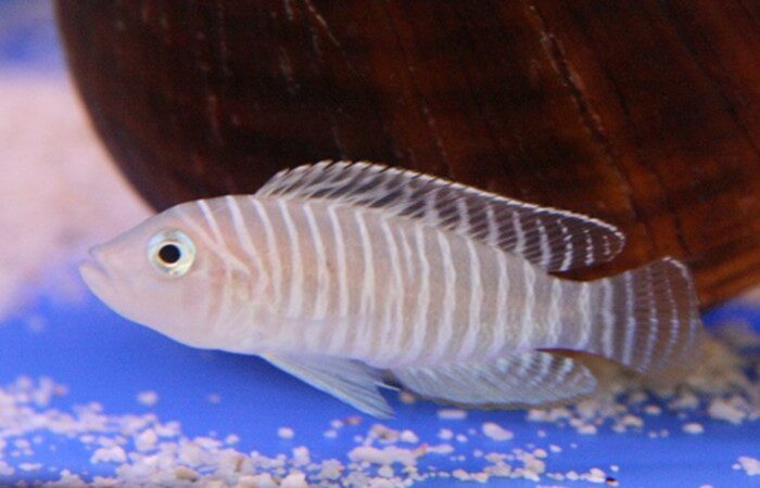 Lamprologus Zebra (Neolamprologus similis)