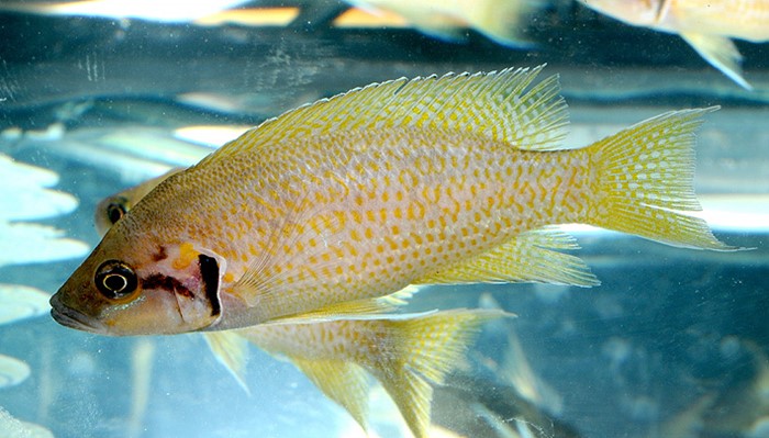 Brichardi Esplendido (Neolamprologus splendens)
