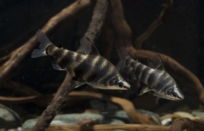 Abramites, Piau Pedra (Abramites hypselonotus)