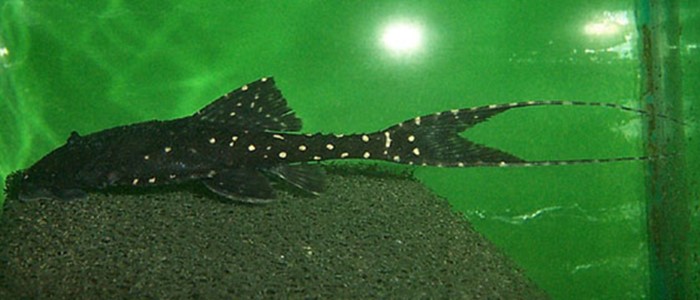 Cascudo Avião (Acanthicus hypostominae)