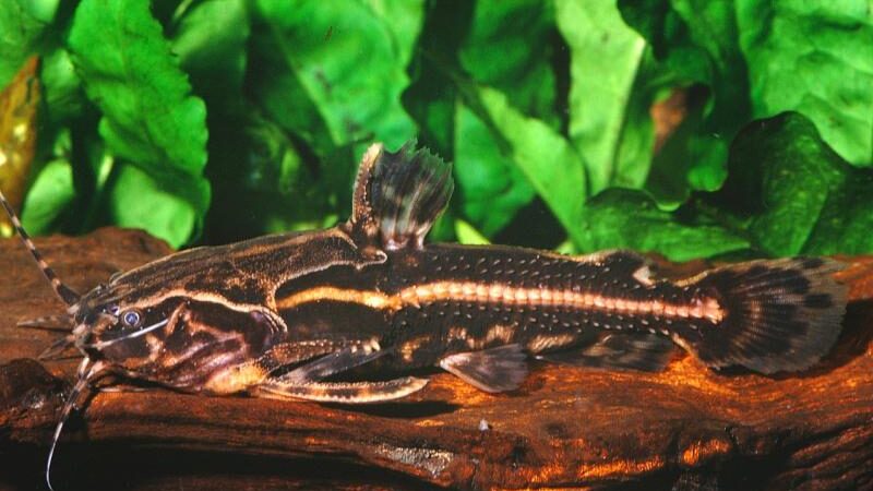 Bacu pedra (Acanthodoras cataphractus)