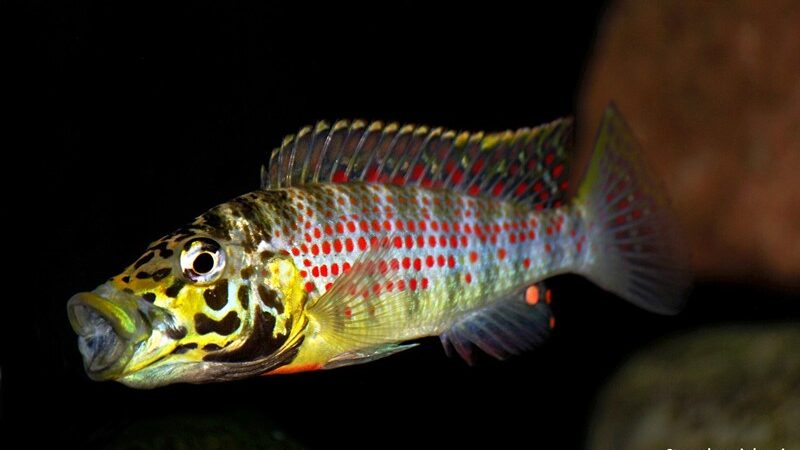 Ctenochromis horei
