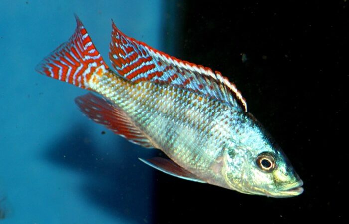 Placidochromis johnstoni
