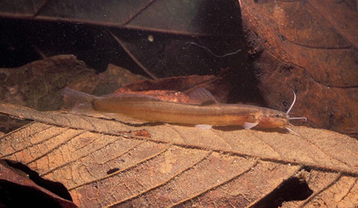 Bagrinho (Acentronichthys leptos)