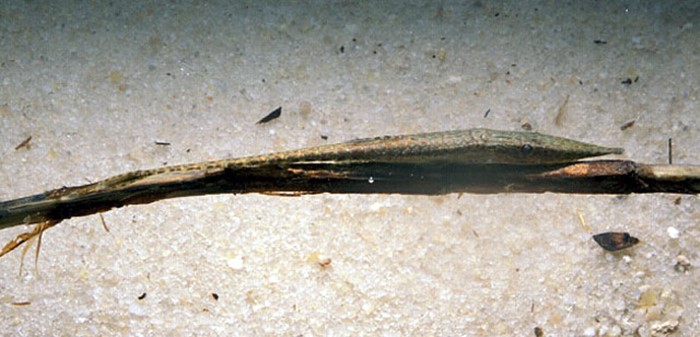 Peixe galho verde (Acestridium discus)