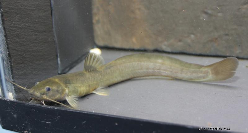 Bagre de pedra (Heptapterus mustelinus)