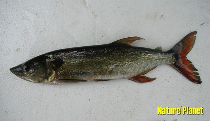 Peixe Cachorro (Acestrorhynchus pantaneiro)