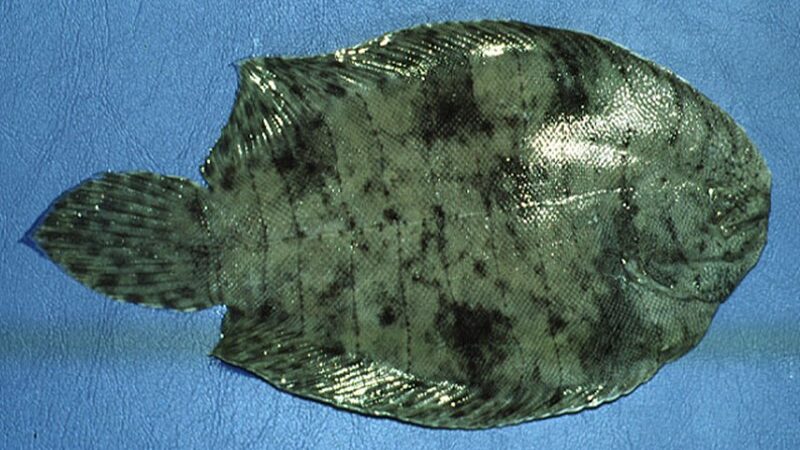 Linguado Lixa (Achirus achirus)
