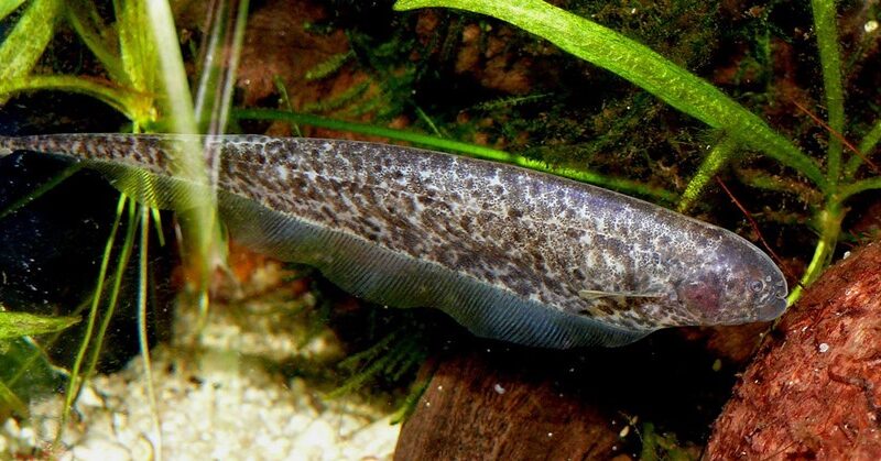 Tuvira (Adontosternarchus balaenops)