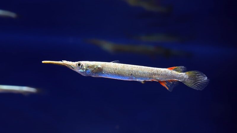 Agulhinha Prata (Dermogenys pusilla)