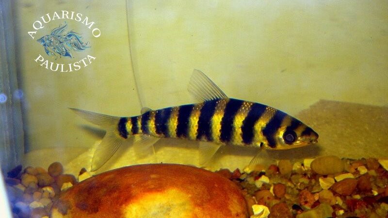 Piau Flamengo (Leporinus fasciatus)