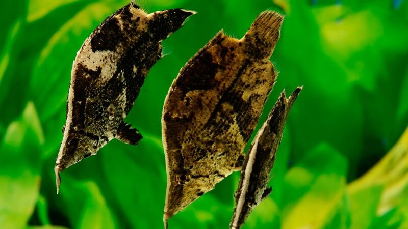 Peixe Folha Amazônico (Monocirrhus polyacanthus)