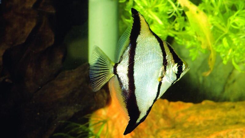Mono Africano (Monodactylus sebae)