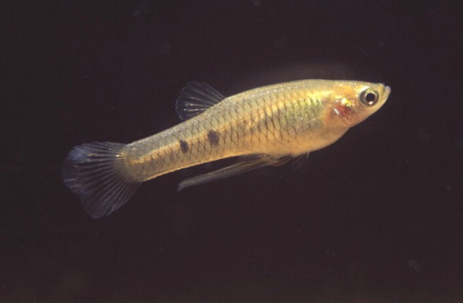 Guaru (Phalloceros caudimaculatus)