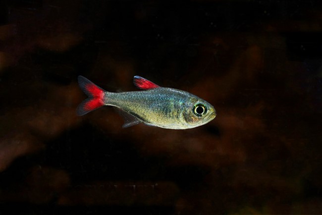 Tetra Eilyos (Hyphessobrycon eilyos)