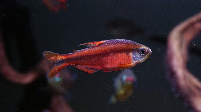 Tetra Diabo Vermelho – Red Devil (Hyphessobrycon notidanos)