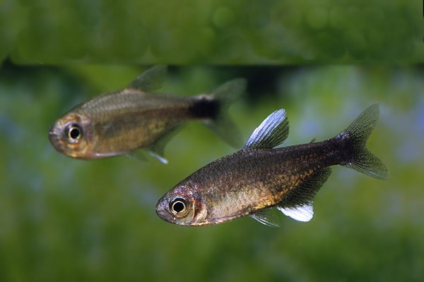 Tetra Nego D’água (Hyphessobrycon negodagua)