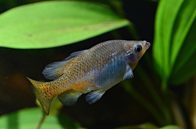 Skiffia Dourada (Skiffia francesae)
