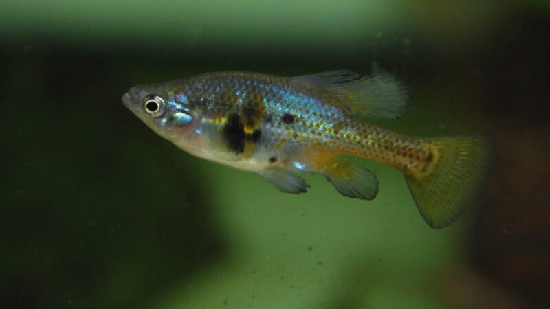 Skiffia Manchado (Skiffia multipunctata)