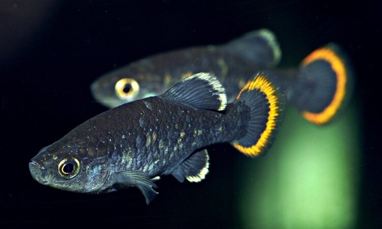 Tequila splitfin (Zoogoneticus tequila)