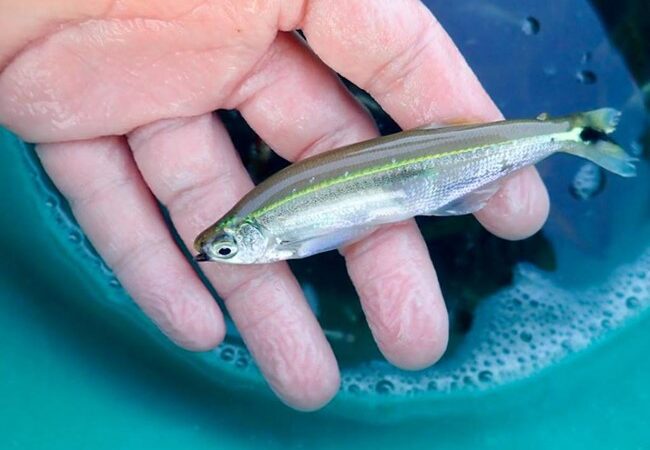 Black Chin Tetra (Piabucus melanostoma)