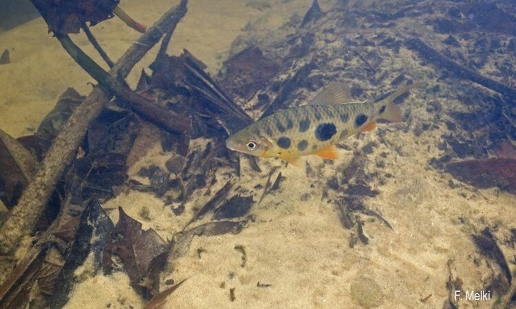 Leporinus Palhaço (Leporinus nijsseni)
