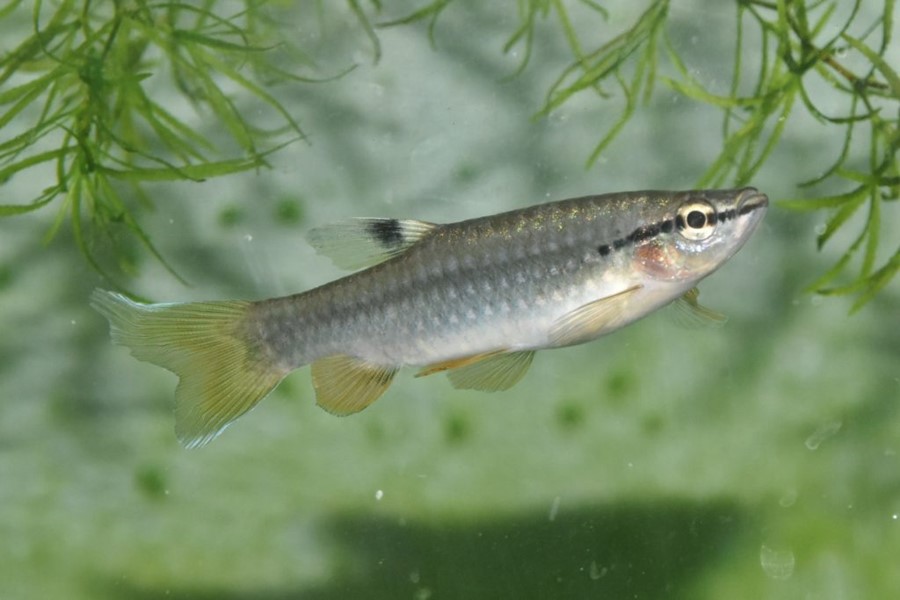 Peixe Charutinho (Pyrrhulina laeta) | Ficha técnica
