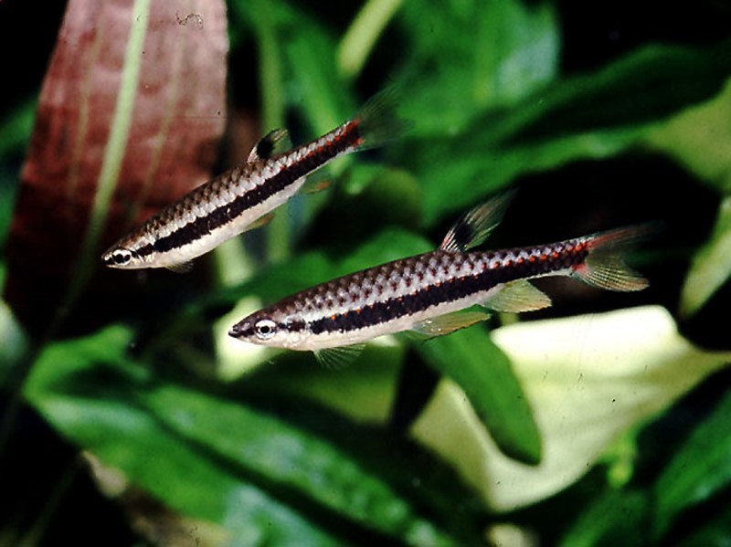Copeína de Faixa Preta (Copella nigrofasciata) | Ficha técnica