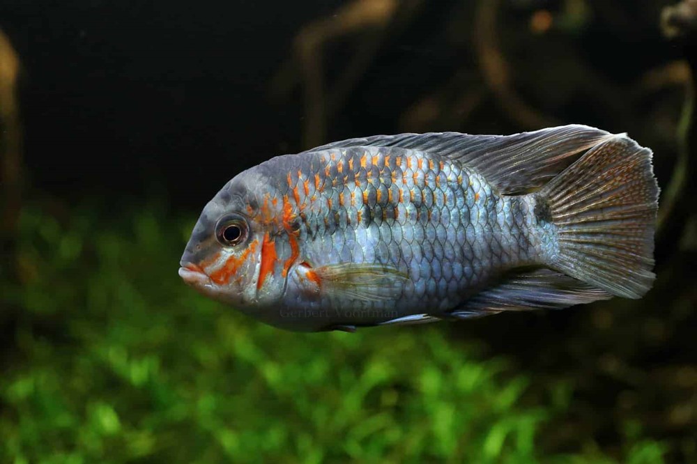 Ciclídeo de Bochecha Vermelha (Krobia xinguensis)