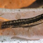 Peixe Salamandra (Lepidogalaxias salamandroides)