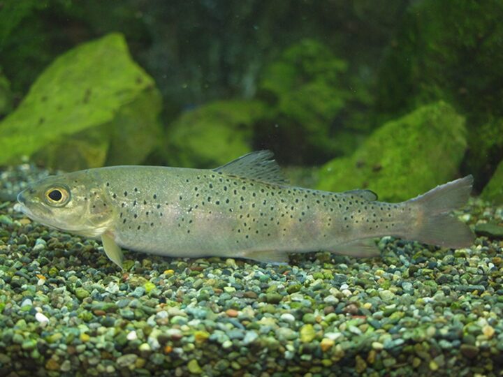 Truta Asiática (Brachymystax lenok) – Ficha técnica