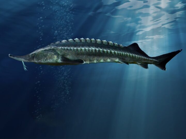 Esturjão Beluga (Huso huso)
