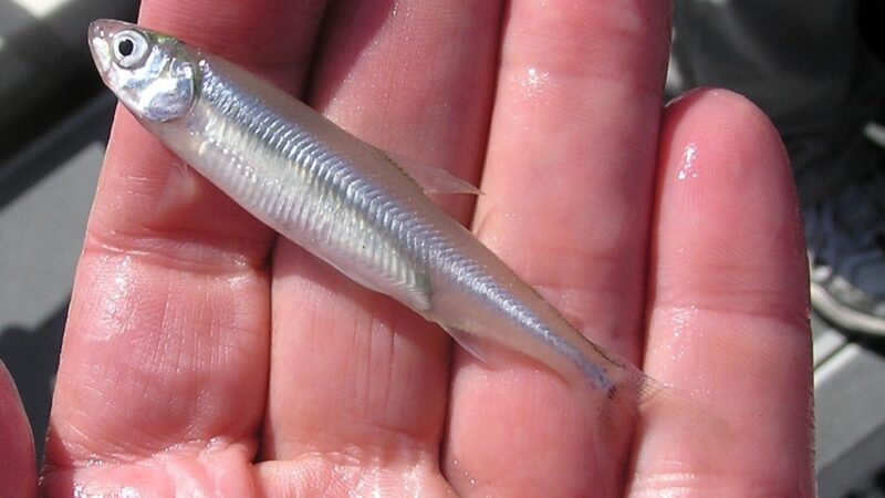 Peixe Rei do Delta (Hypomesus transpacificus)
