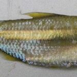 Sardinha (Platanichthys platana) - Ficha técnica