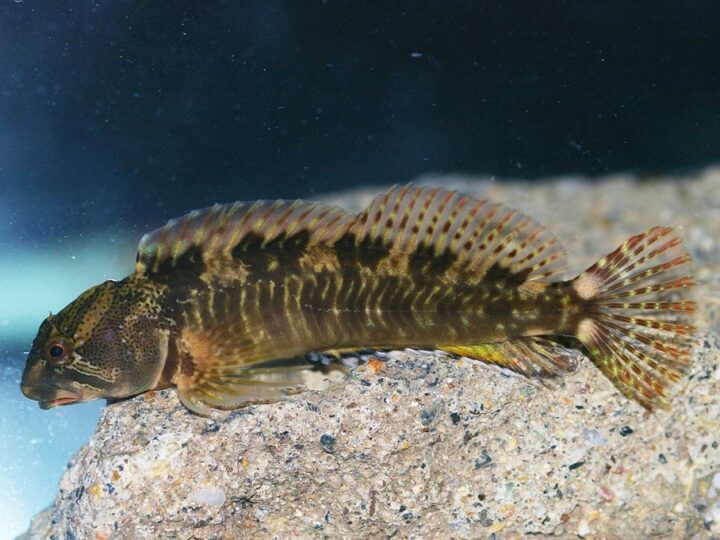 Blênio de água doce (Salariopsis fluviatilis) | Ficha técnica