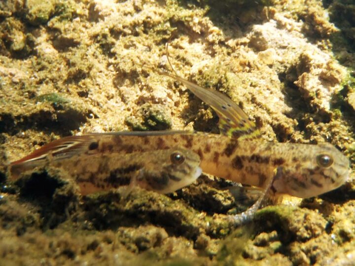 Goby Lira (Evorthodus lyricus) | Ficha técnica