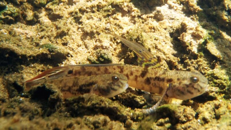 Goby Lira (Evorthodus lyricus) | Ficha técnica