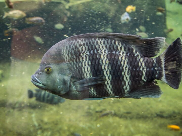 Tilapia Zebra (Heterotilapia buettikoferi) | Ficha técnica