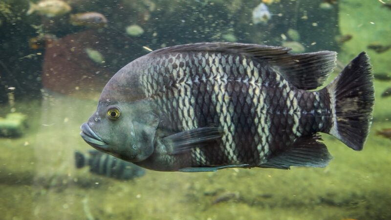 Tilapia Zebra (Heterotilapia buettikoferi) | Ficha técnica