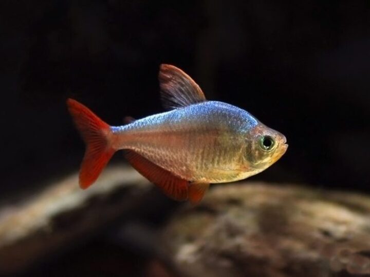 Tetra Colombiano (Hyphessobrycon columbianus) | Ficha técnica