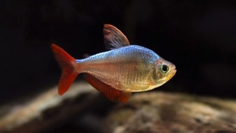Tetra Colombiano (Hyphessobrycon columbianus) | Ficha técnica
