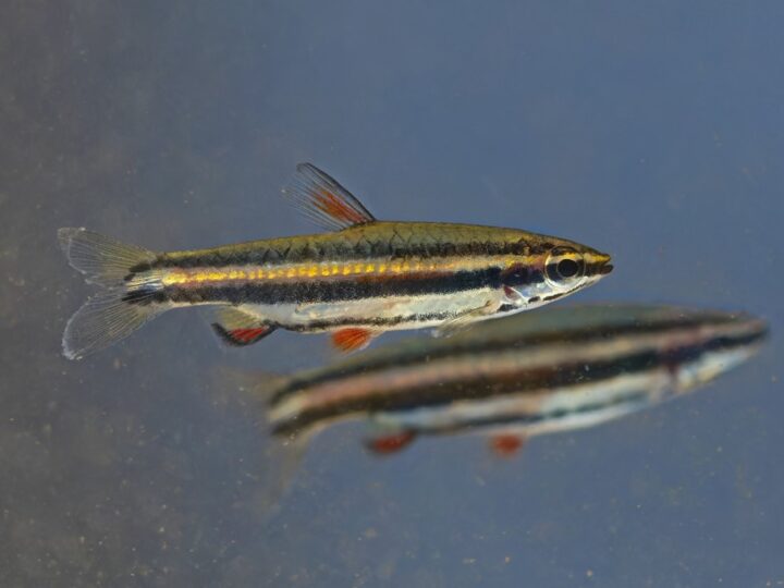 Peixe Lápis Anão (Nannostomus marginatus) | Ficha técnica