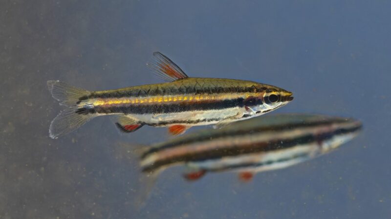 Peixe Lápis Anão (Nannostomus marginatus) | Ficha técnica